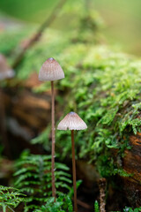 Closeup of macro of mushrooms