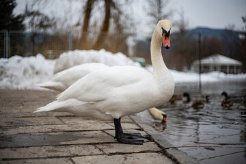 Beautiful swan at lake worth Wörthersee bird white big