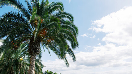 Fototapeta na wymiar Beautiful exotic palm tree with cloudy sky in Madeira island