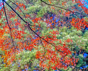 Obraz na płótnie Canvas Autumn Forest