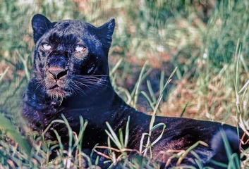 Tuinposter Black Panther © Julius Fekete