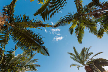 Beautiful exotic view with blue sky and green palm trees near the ocean on the beach. Summer sunny holidays on the island