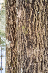 bark of a tree
