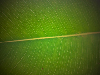 Macro photography, vibrant green leaf texture, leaf vein detail, shallow depth of field, soft focus background, natural light, botanical close-up