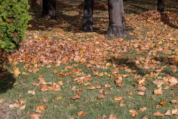 heaps with fallen leaves of trees in the autumn season