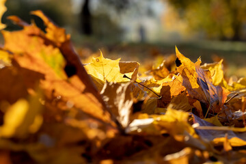 Fallen to the ground dry maple foliage in the autumn season
