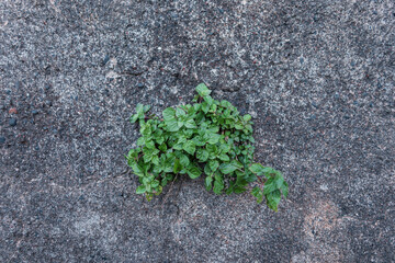 Beautiful green plant grows through concrete. Ecology and nature, concept