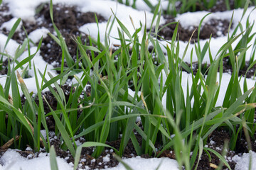 Green leaves of wheat growing from under the snow. Winter wheat, sprouted grain in the field