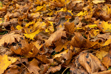 Orange maple foliage on the ground during leaf fall