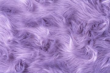 Purple fur texture top view. Purple or lilac sheepskin background. Fur pattern. Texture of lilac shaggy fur. Wool texture. Sheep fur close up