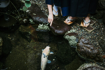 Big koi fish in a japanese garden