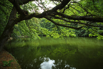 Fototapeta na wymiar Small lake in Bergpark - landscape park in Kassel, Germany