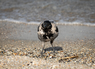 Close up photo of a Corvus crow on the seashore