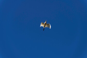 Cattle Egret (Bubulcus ibis)