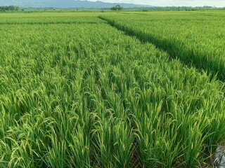 rice farming land, in the village.