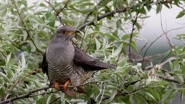 Common cuckoo Cuculus canorus in the wild.