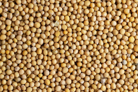 Mustard seeds are orange in color and small in size