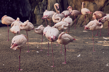 Pink flamingos sleep near rocks and trees