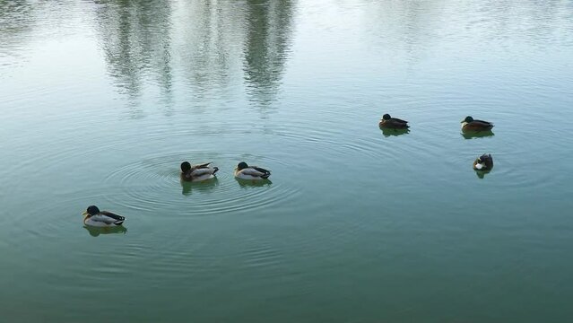 canards