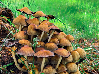 A pile of small mushrooms.