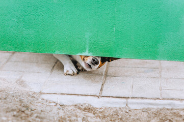 Locked, curious pedigreed dog jack russell peeks out from under the gate fence, waiting for the owner, showing his muzzle, face. Animal photography.