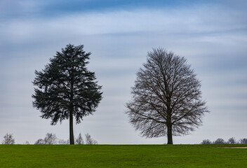 Solitude on the Meadow. Two lonely trees on meadow