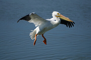 Fototapeta na wymiar American White Pelican Landing