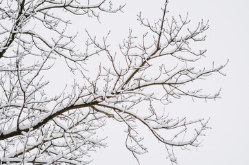 Tree with white snow on a branch close-up. Photography, winter nature.