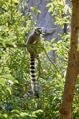 A young lemur sits in a tree alone. The striped tail hangs.