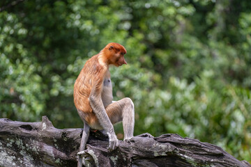 Family of wild Proboscis monkey or Nasalis larvatus, in the rainforest of island Borneo, Malaysia, close up