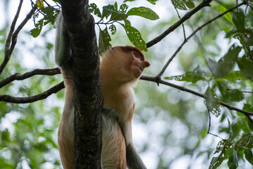 Family of wild Proboscis monkey or Nasalis larvatus, in the rainforest of island Borneo, Malaysia, close up