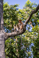 Family of wild Proboscis monkey or Nasalis larvatus, in the rainforest of island Borneo, Malaysia, close up