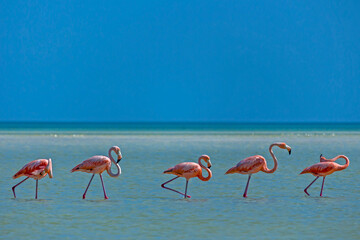 Pink Flamingos in the Ocean