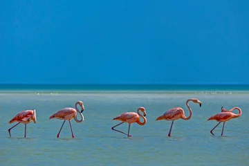 Fotobehang Pink Flamingos in the Ocean © Tyler