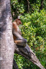 Family of wild Proboscis monkey or Nasalis larvatus, in the rainforest of island Borneo, Malaysia, close up