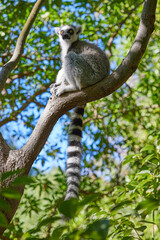 A young lemur sits in a tree alone. The striped tail hangs.