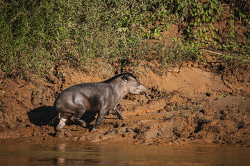 Wildlife of Tambopata National Reserve, Madre de Dios - Peru