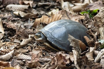 Southeast Asian box turtle, Cuora amboinensis