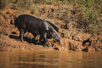 Wildlife of Tambopata National Reserve, Madre de Dios - Peru