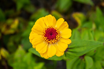 Uma flor amarela vibrante com o capim verde ao fundo desfocado. 