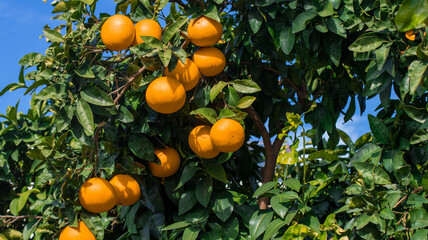 Ripe bright tangerines on green tree on clear sunny day. Orange fruits on blue sky background. Close-up of mature orange fruit hanging on tree.