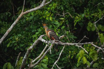 Wildlife of Tambopata National Reserve, Madre de Dios - Peru