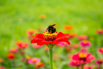Uma flor vermelha vibrante, com uma abelha mamangava preta em um jardim florido, com fundo desfocado. 
