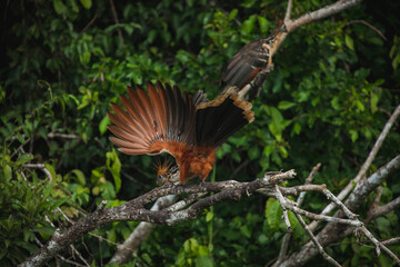 Wildlife of Tambopata National Reserve, Madre de Dios - Peru