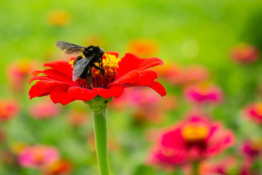 Uma flor vermelha vibrante, com uma abelha mamangava preta em um jardim florido, com fundo desfocado. 