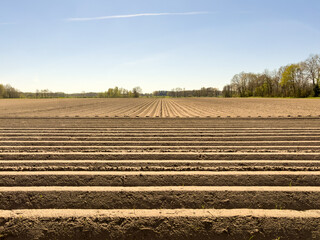 Asparagus field just before harvest 