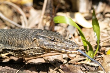 Portrait of an Asian water monitor, Varanus salvator