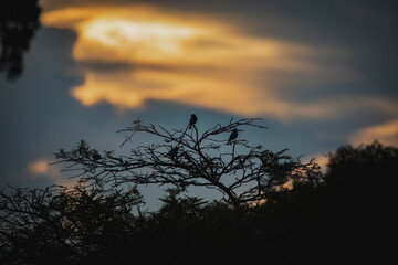 Wildlife of Tambopata National Reserve, Madre de Dios . Peru