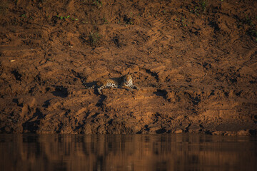 Wildlife of Tambopata National Reserve, Madre de Dios - Peru