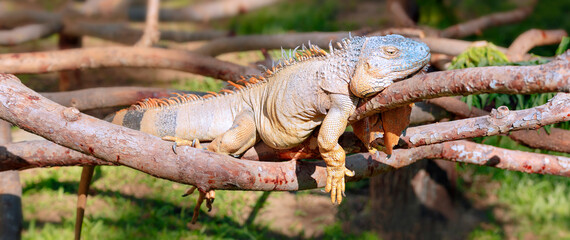 Close up of an iguana resting on a tree branch in a zoo. High quality photo - 569679829